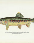 1914 Adult Male Golden Trout Of Soda Creek, California- H.H. Leonard Antique Fish Print