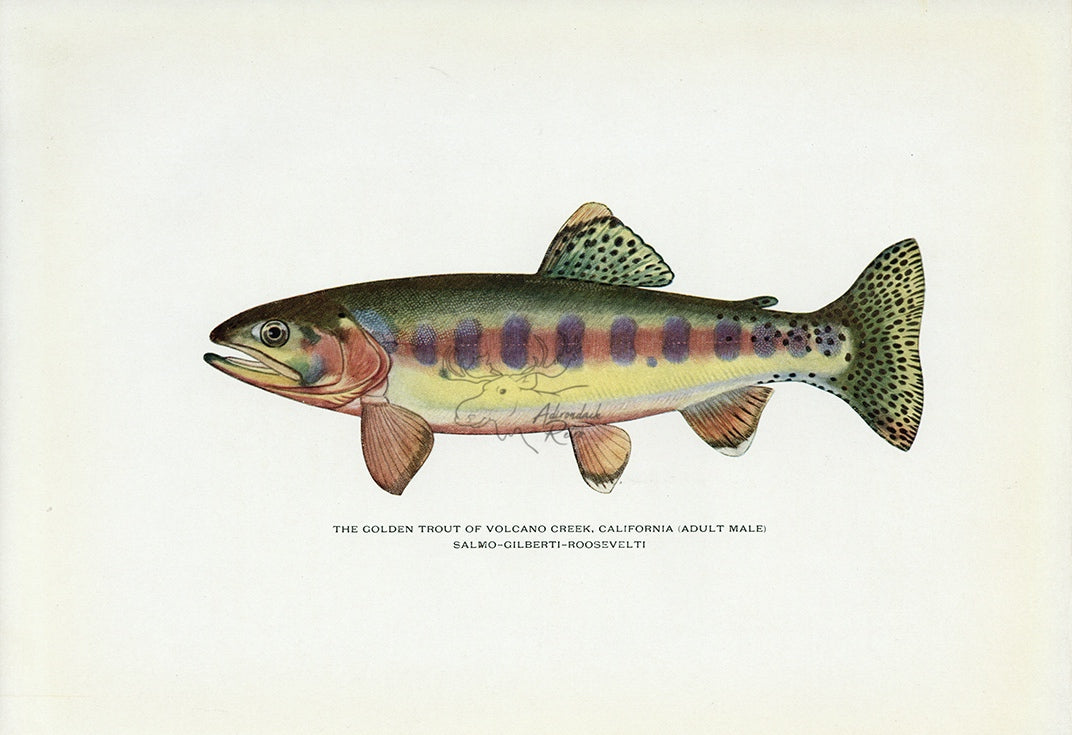 Trout Fly-Fishing in America - Illustrations and Plates by H. H. Leonard  (Paperback)