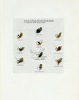 1914 10 Popular Dry Flies - H.H. Leonard Antique Fishing Print