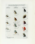 1914 12 Popular Wet Flies - H.H. Leonard Antique Fishing Print