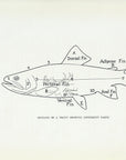 1914 Outline Of A Trout Showing Different Parts - H.H. Leonard Antique Fishing Print