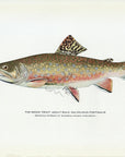 1914 Adult Male Brook Trout (Breeding Season Coloration) - H.H. Leonard Antique Fish Print