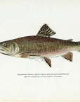 1914 Adult Male Brook Trout (Early Summer Coloration) - H.H. Leonard Antique Fish Print