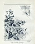 1892 Orvis Beetles And Chrysopa VI Class - Antique Mary Orvis Marbury Fly Fishing Print