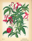 1938 Kuhio Vine Hawaiian Flower Print - Vintage Olive Gale McLean Tipped-In Botanical Print
