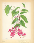 1938 Chain Of Love Hawaiian Flower Print - Vintage Olive Gale McLean Tipped-In Botanical Print