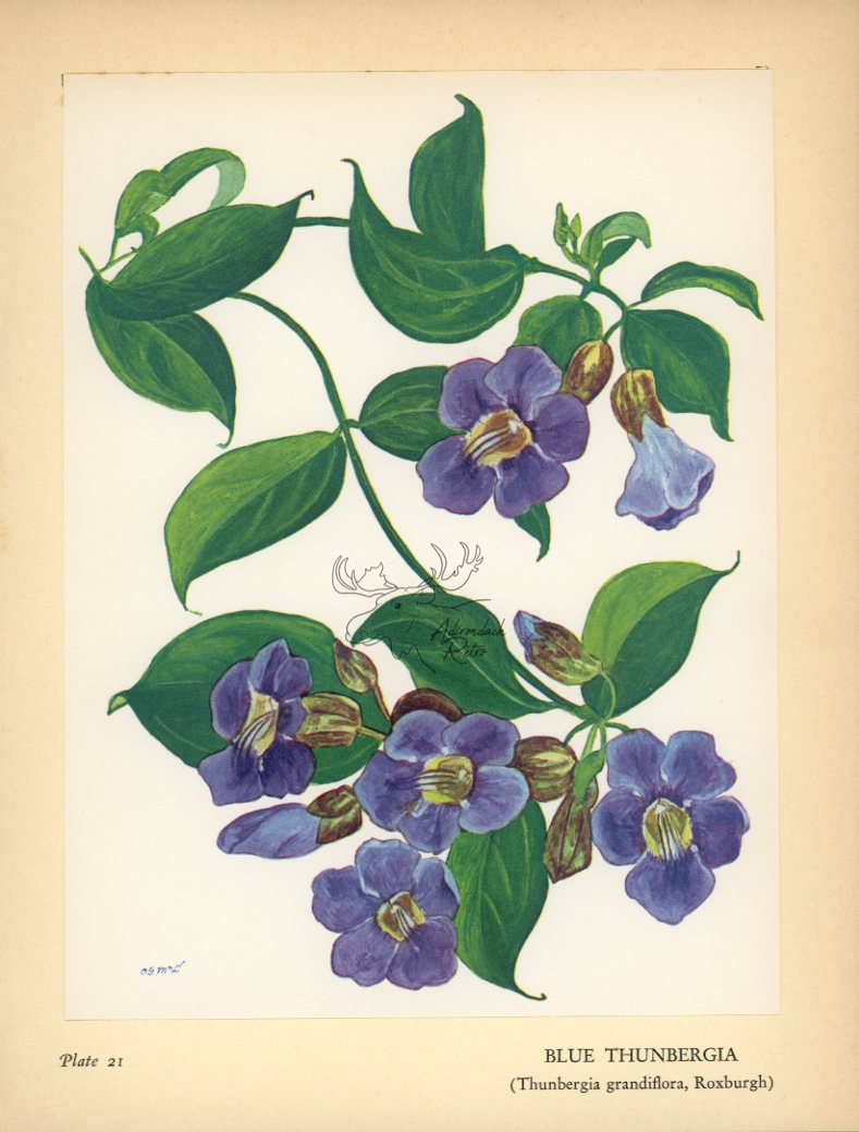 1938 Blue Thunbergia Hawaiian Flower Print - Vintage Olive Gale McLean Tipped-In Botanical Print