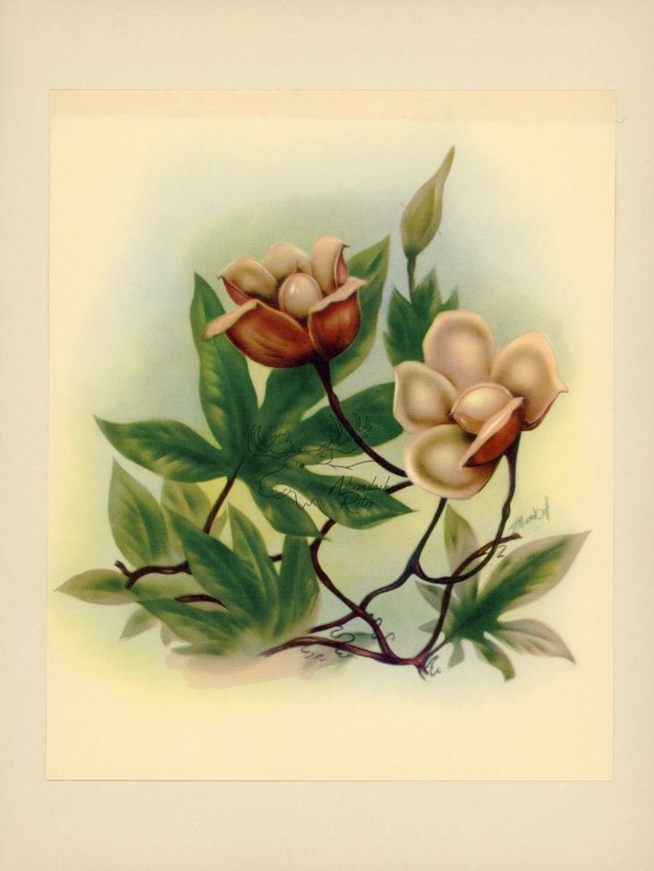 1943 Wood Rose Hawaiian Flower Print - Vintage Ted Mundorff Tipped-In Botanical Print