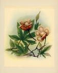 1943 Wood Rose Hawaiian Flower Print - Vintage Ted Mundorff Tipped-In Botanical Print