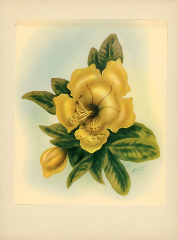 1943 Cup Of Gold Hawaiian Flower Print - Vintage Ted Mundorff Tipped-In Botanical Print