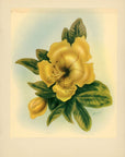 1943 Cup Of Gold Hawaiian Flower Print - Vintage Ted Mundorff Tipped-In Botanical Print