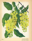 1938 Golden Shower Hawaiian Flower Print - Vintage Olive Gale McLean Tipped-In Botanical Print