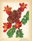 1938 The Tulip Tree Hawaiian Flower Print - Vintage Olive Gale McLean Tipped-In Botanical Print