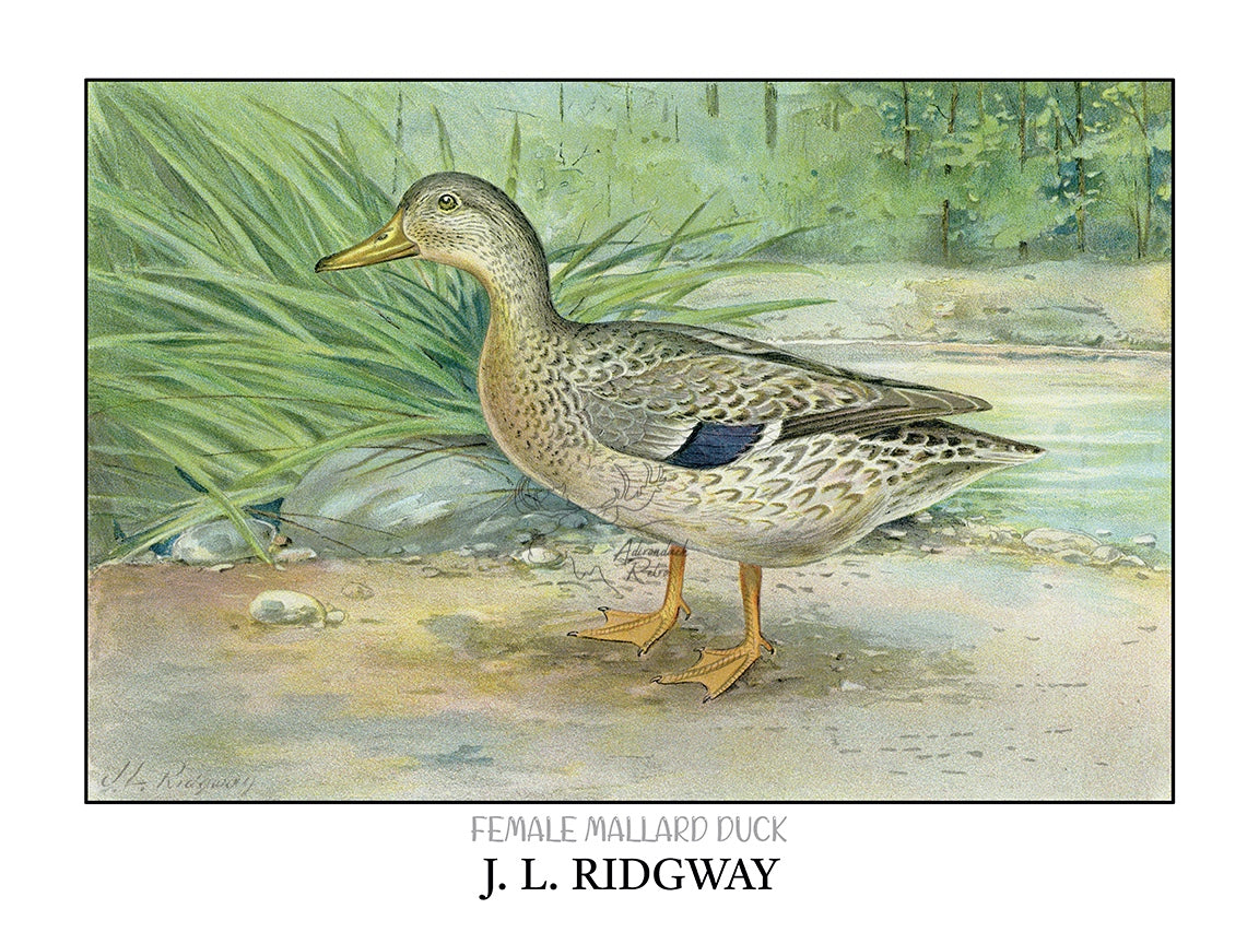 a drawing of a duck standing on the ground