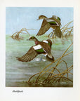 1948 Baldpate - Vintage Angus H. Shortt Waterfowl Print