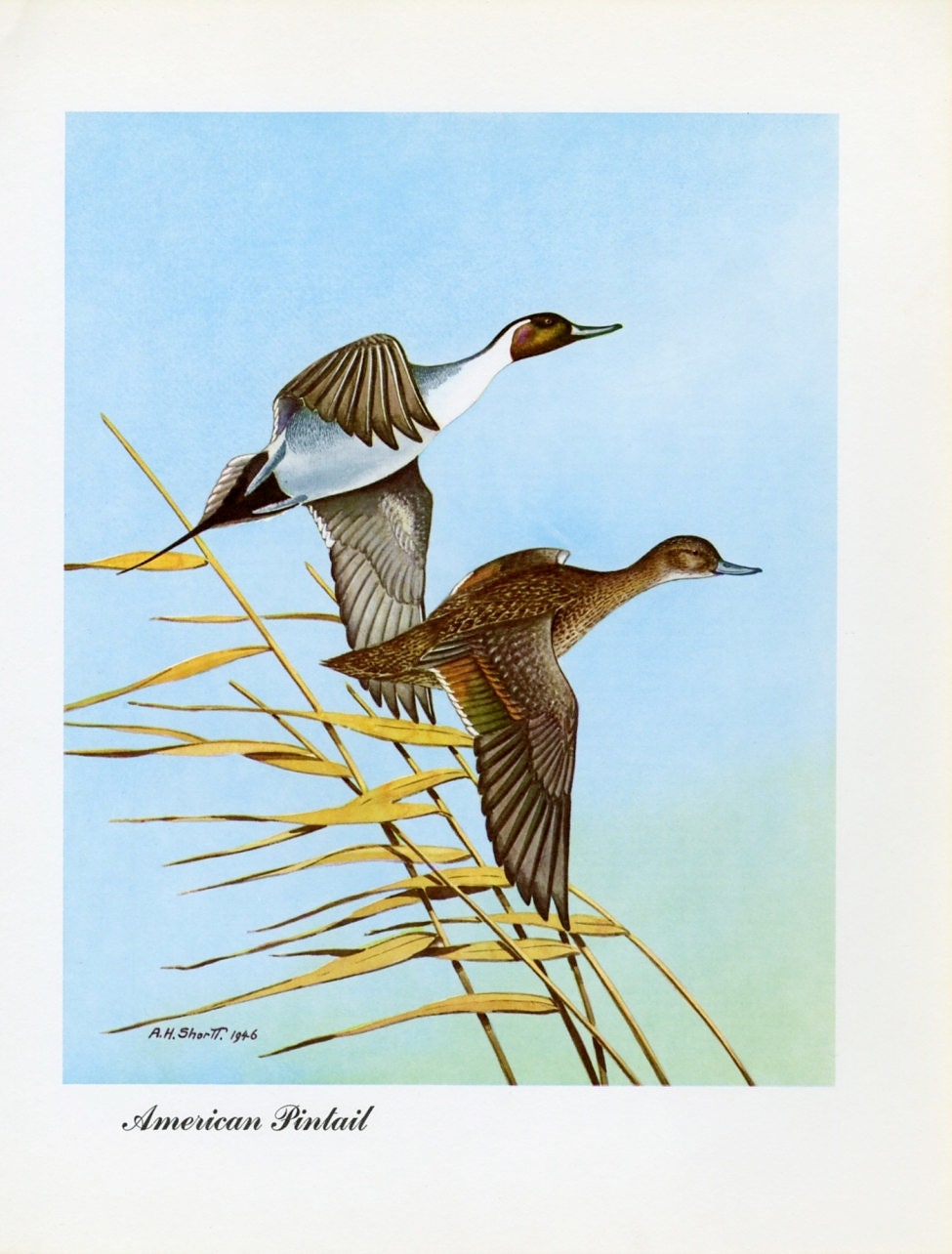 1948 American Pintail - Vintage Angus H. Shortt Waterfowl Print
