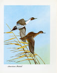 1948 American Pintail - Vintage Angus H. Shortt Waterfowl Print