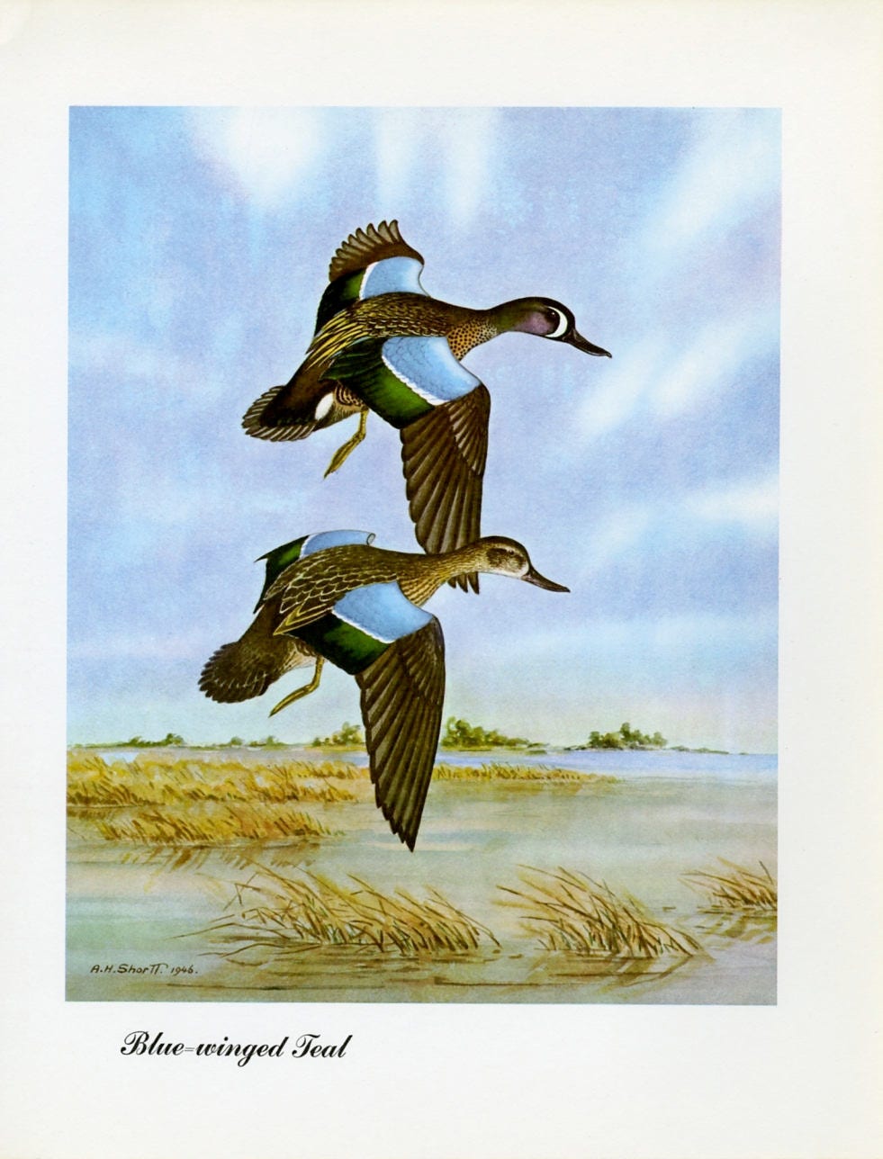 1948 Blue-Winged Teal - Vintage Angus H. Shortt Waterfowl Print
