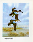 1948 Blue-Winged Teal - Vintage Angus H. Shortt Waterfowl Print