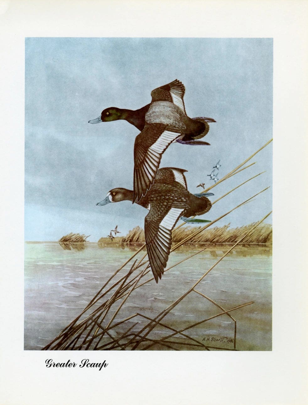 1948 Greater Scaup - Vintage Angus H. Shortt Waterfowl Print