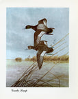 1948 Greater Scaup - Vintage Angus H. Shortt Waterfowl Print