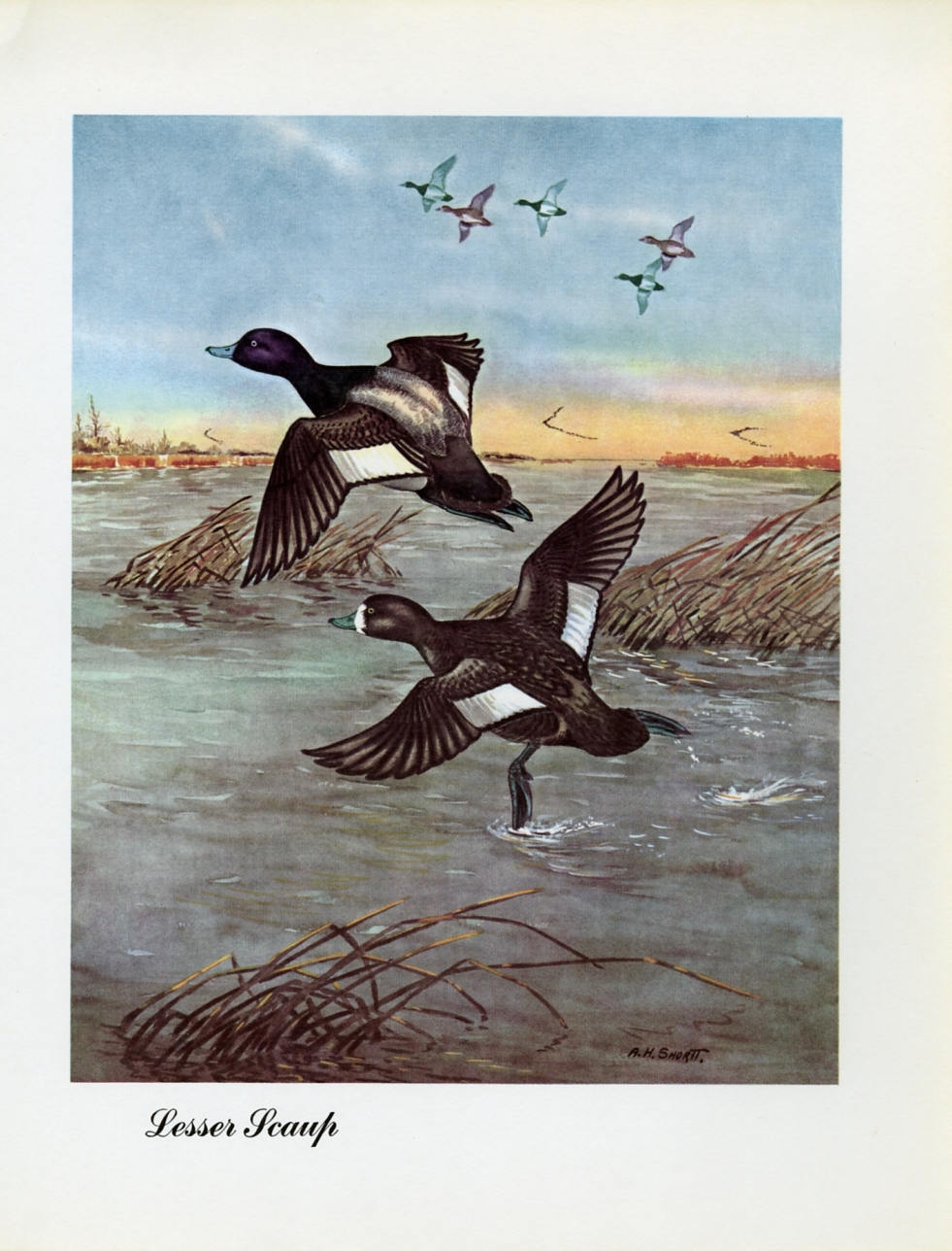 1948 Lesser Scaup - Vintage Angus H. Shortt Waterfowl Print