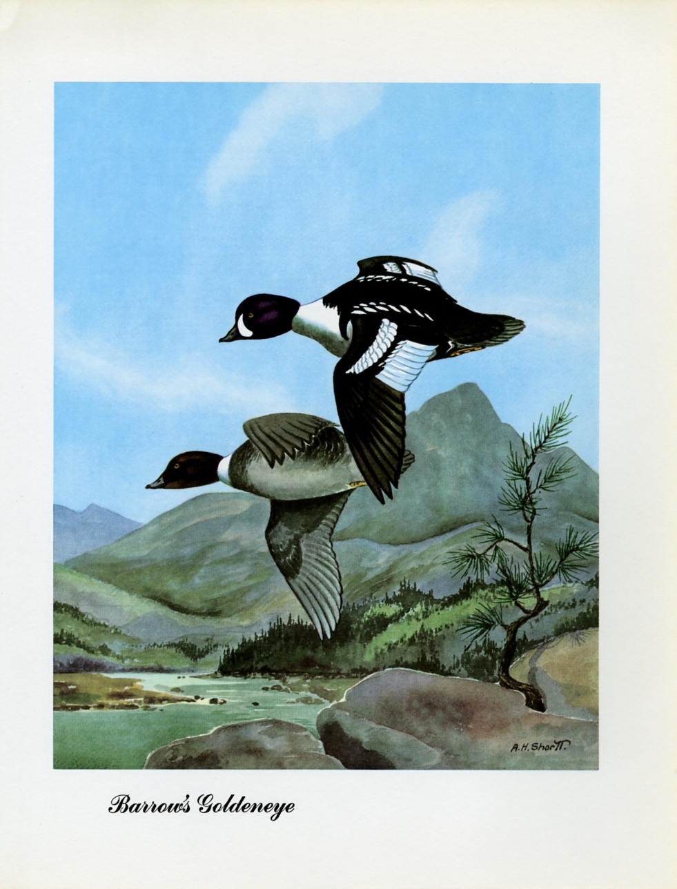 1948 Barrow&#39;s Goldeneye - Vintage Angus H. Shortt Waterfowl Print