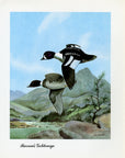 1948 Barrow's Goldeneye - Vintage Angus H. Shortt Waterfowl Print