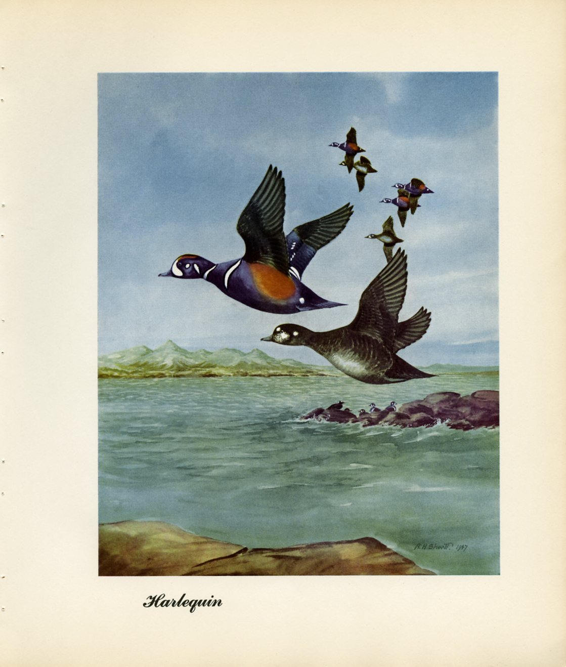 1948 Harlequin Original Waterfowl Print - Vintage Angus H. Shortt Illustration - Ornithology Print - Know Your Ducks and Geese