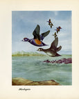 1948 Harlequin Original Waterfowl Print - Vintage Angus H. Shortt Illustration - Ornithology Print - Know Your Ducks and Geese