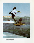 1948 American Eider - Vintage Angus H. Shortt Waterfowl Print