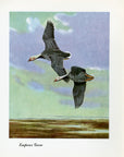 1948 Emperor Goose - Vintage Angus H. Shortt Waterfowl Print