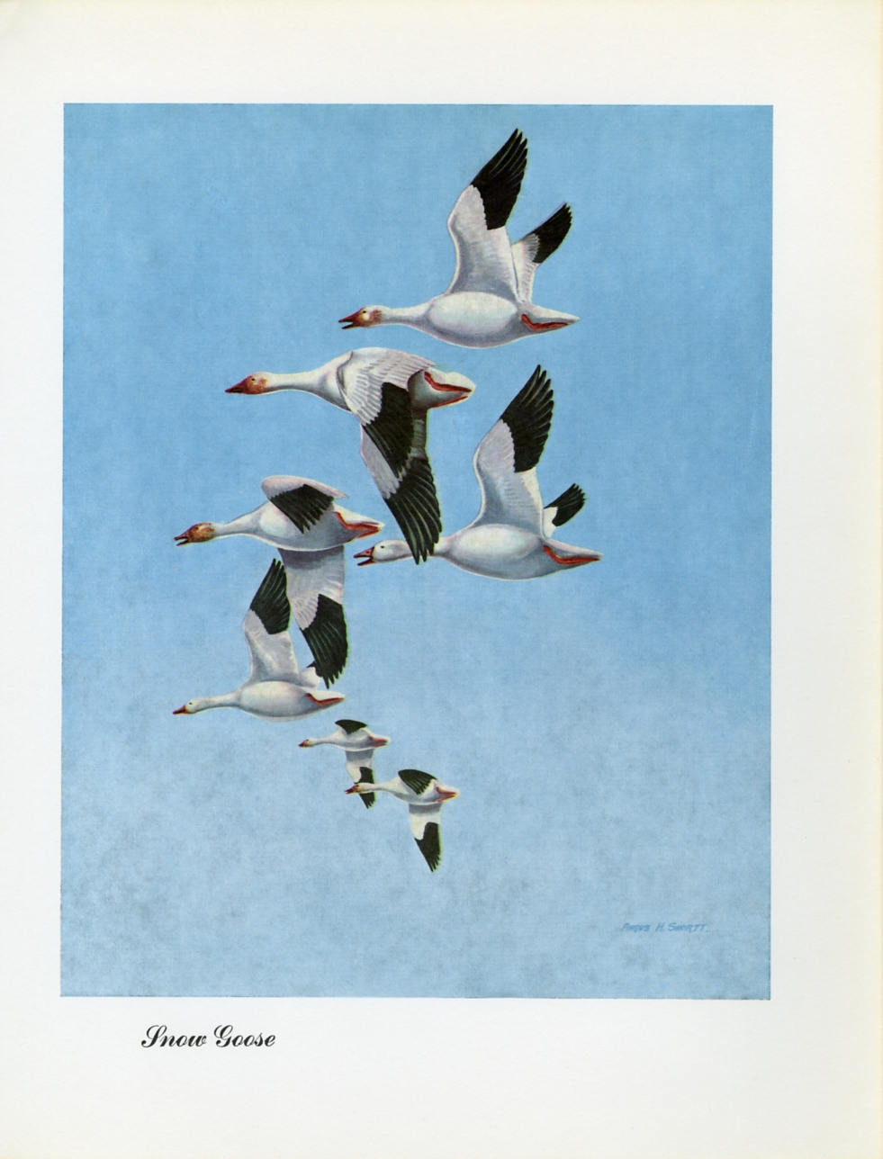1948 Snow Goose - Vintage Angus H. Shortt Waterfowl Print