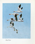 1948 Snow Goose - Vintage Angus H. Shortt Waterfowl Print