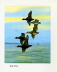1948 Surf Scoter - Vintage Angus H. Shortt Waterfowl Print
