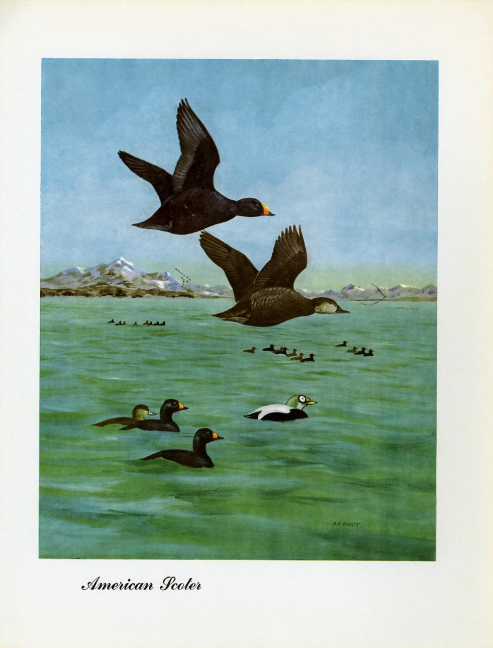 1948 American Scoter - Vintage Angus H. Shortt Waterfowl Print