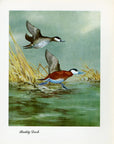 1948 Ruddy Duck - Vintage Angus H. Shortt Waterfowl Print