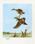 1948 Mallard - Vintage Angus H. Shortt Waterfowl Print