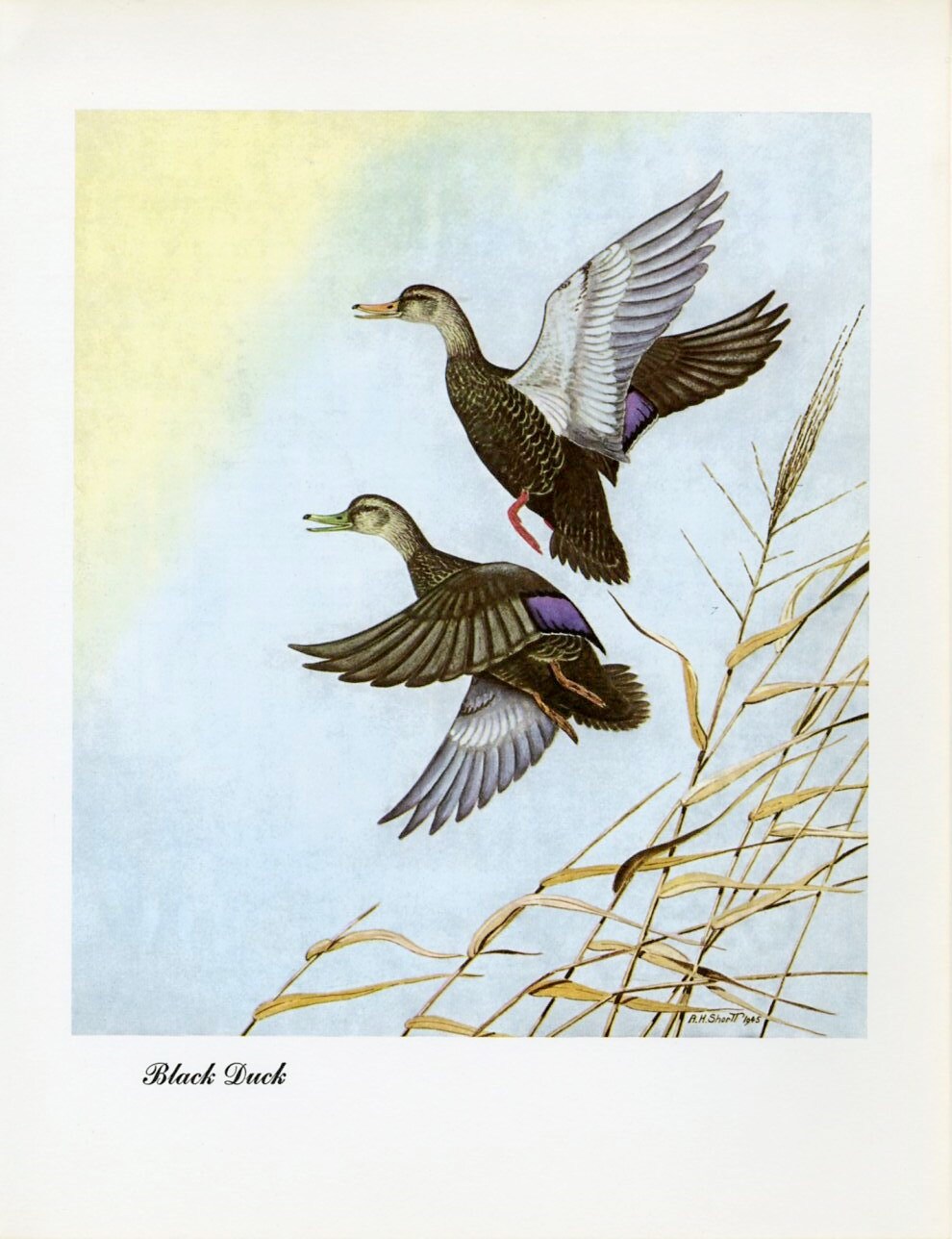 1948 Black Duck - Vintage Angus H. Shortt Waterfowl Print