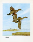 1948 Gadwall - Vintage Angus H. Shortt Waterfowl Print