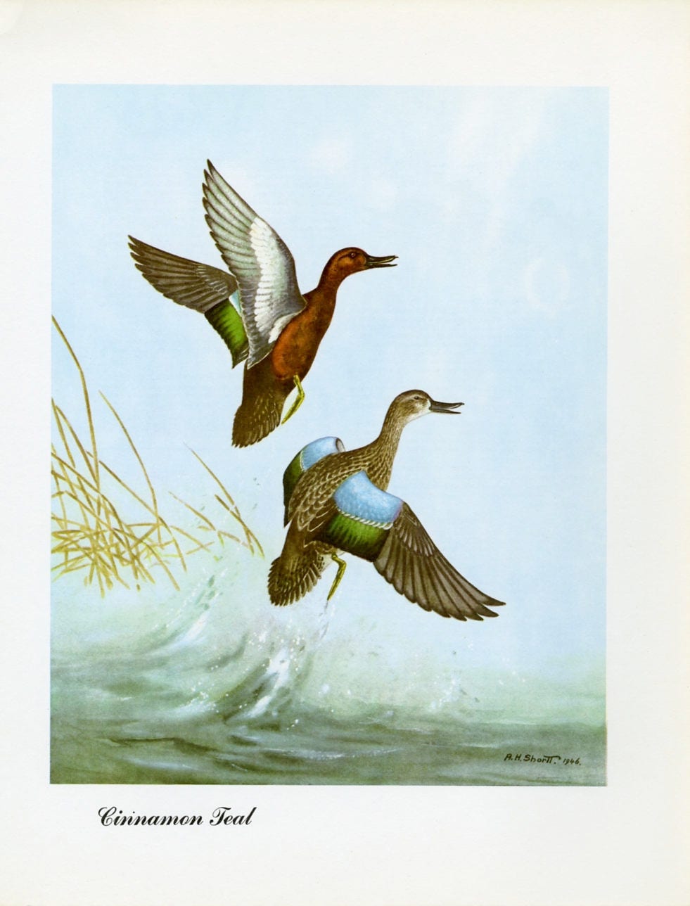 1948 Cinnamon Teal Original Waterfowl Print - Vintage Angus H. Shortt Illustration - Ornithology Print - Know Your Ducks and Geese