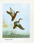 1948 Cinnamon Teal Original Waterfowl Print - Vintage Angus H. Shortt Illustration - Ornithology Print - Know Your Ducks and Geese