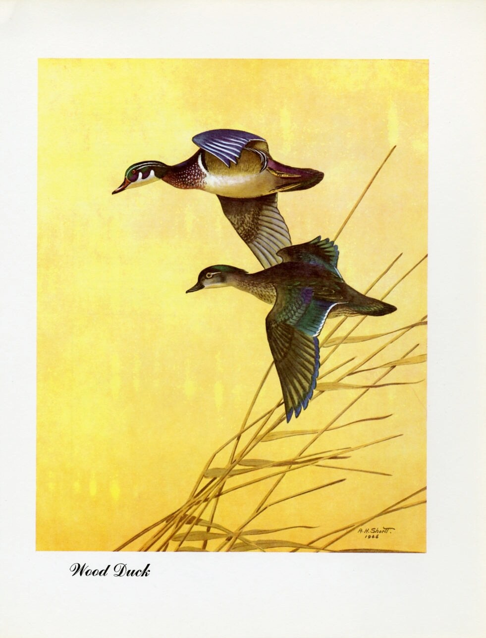 1948 Wood Duck - Vintage Angus H. Shortt Waterfowl Print