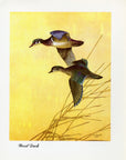 1948 Wood Duck - Vintage Angus H. Shortt Waterfowl Print