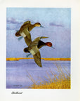 1948 Redhead - Vintage Angus H. Shortt Waterfowl Print