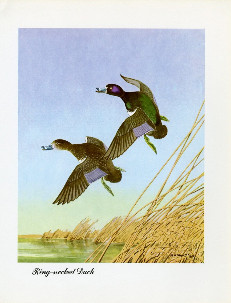 1948 Ring-Necked Duck - Vintage Angus H. Shortt Waterfowl Print