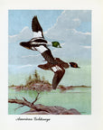 1948 American Goldeneye - Vintage Angus H. Shortt Waterfowl Print