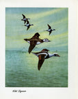 1948 Old Squaw - Vintage Angus H. Shortt Waterfowl Print