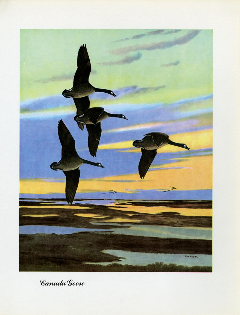 1948 Canada Goose - Vintage Angus H. Shortt Waterfowl Print