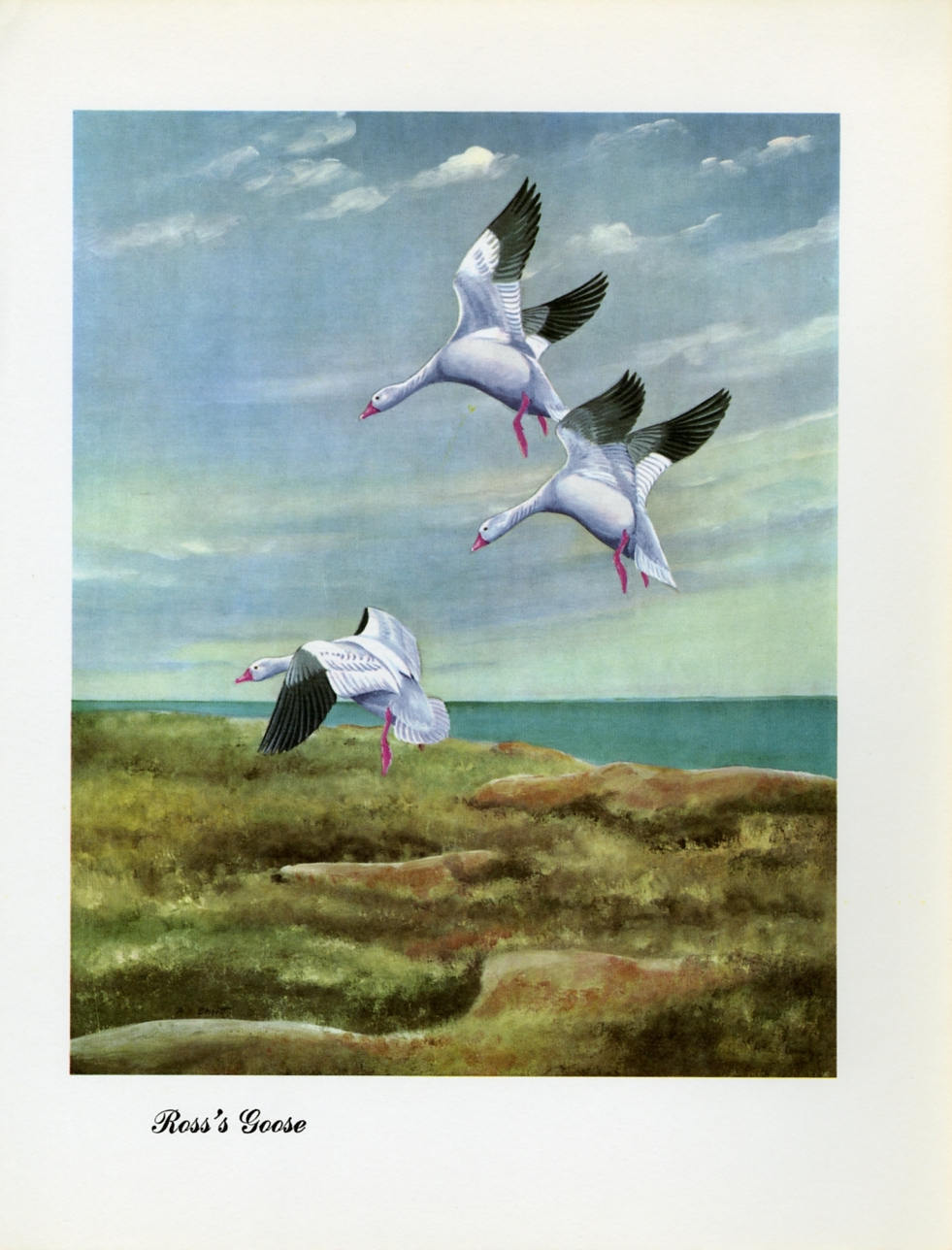 1948 Ross's Goose - Vintage Angus H. Shortt Waterfowl Print